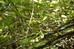 Cynometra iripa